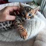 Продам бенгальских котят