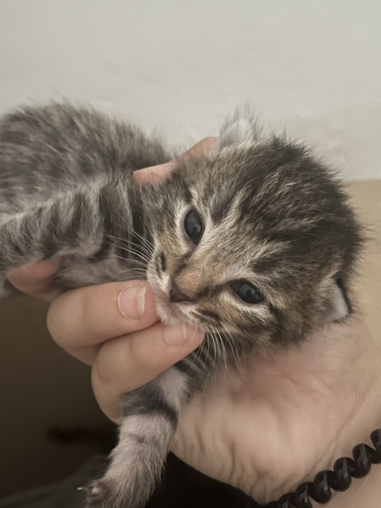 Котята в добрые руки бесплатно