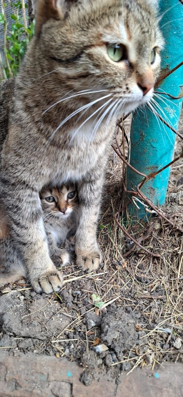 Отдам котят в добрые руки