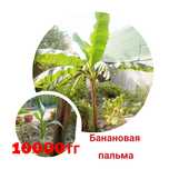 Пальма,канна,Малина