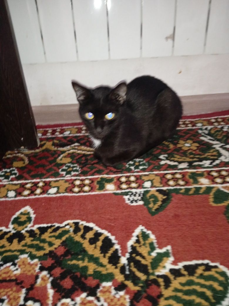Молодые коты и кошки.