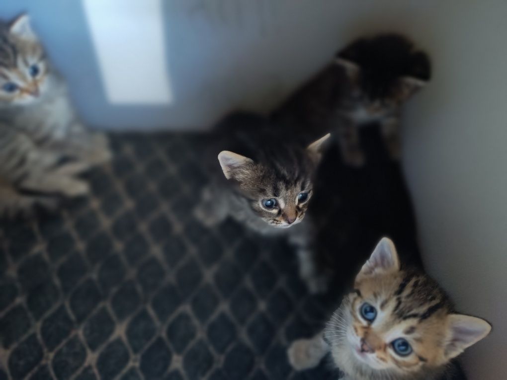 Котята маленькие