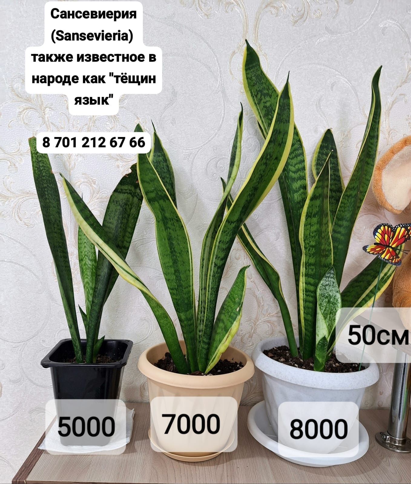 Продается комнатные растениее