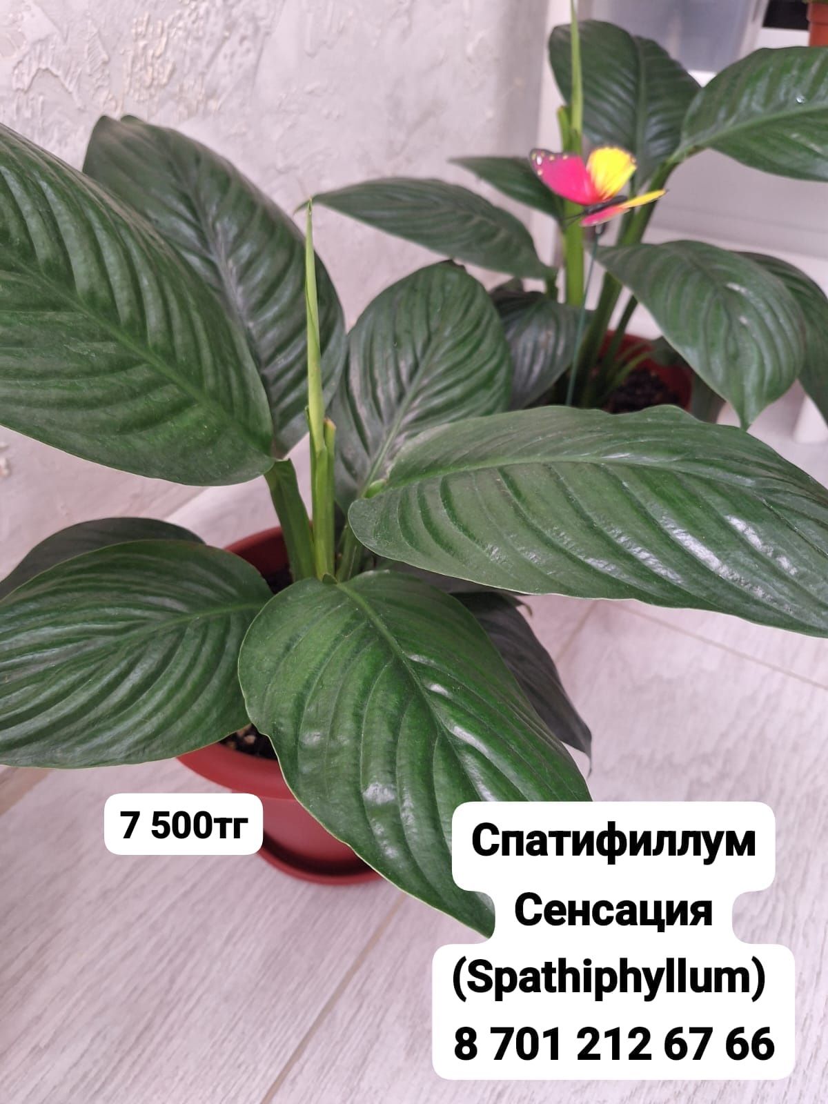 Продается комнатные цветы