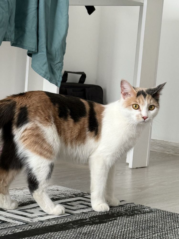 Продается Кошка