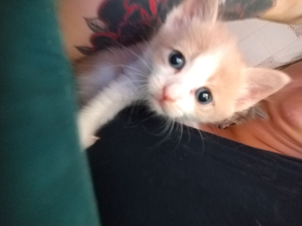 Отдам котят, найдёныши