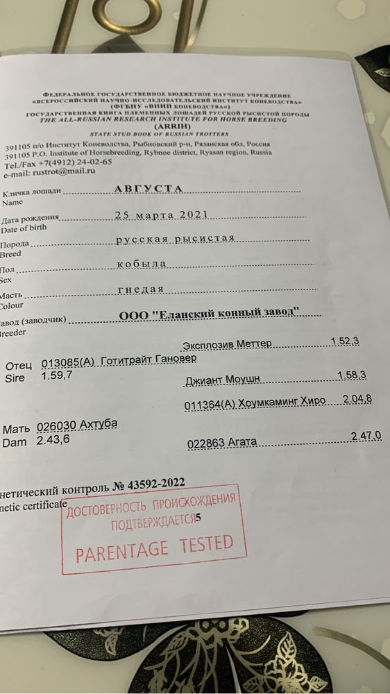 Продам кобылу амереканку