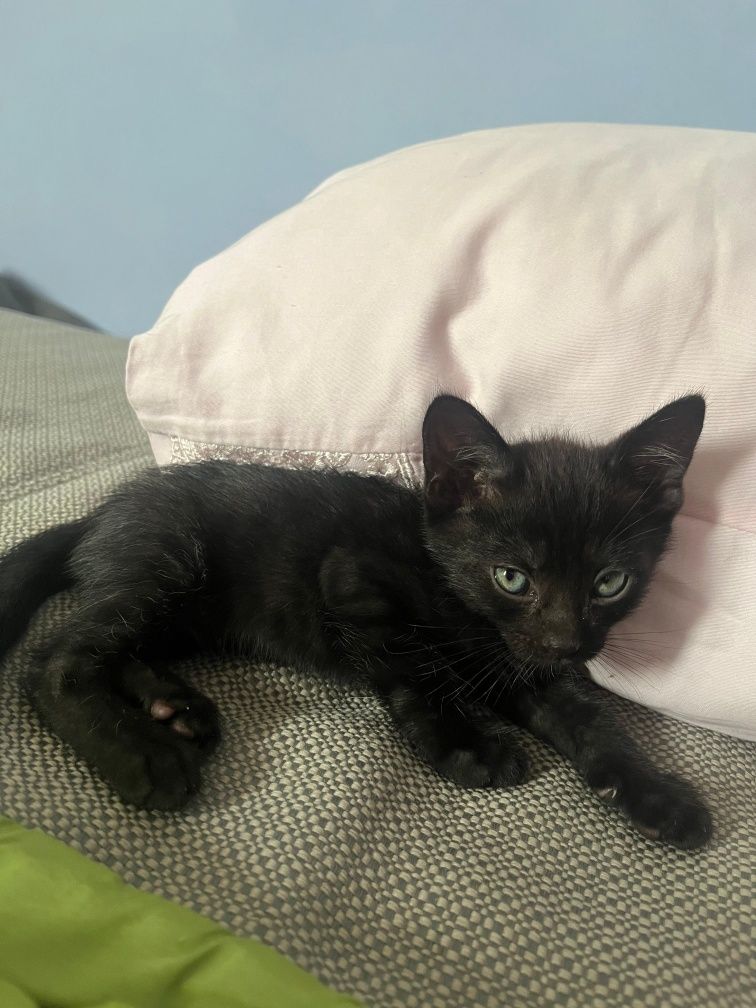 Котёнок в ответственные руки