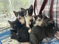 Отдам котят в заботливые руки
