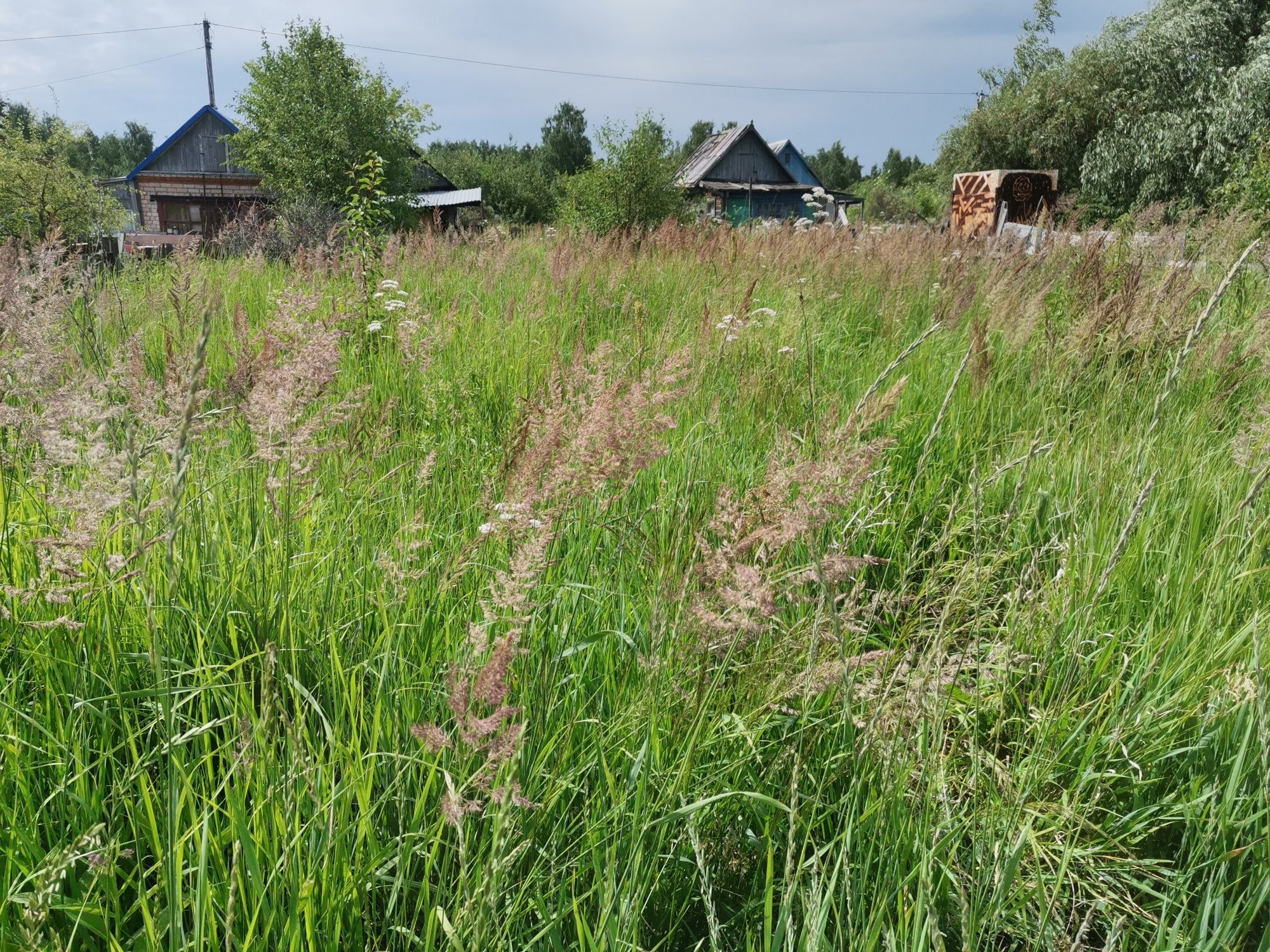 дам бесплатно подкасить сено с участка на корм скота
