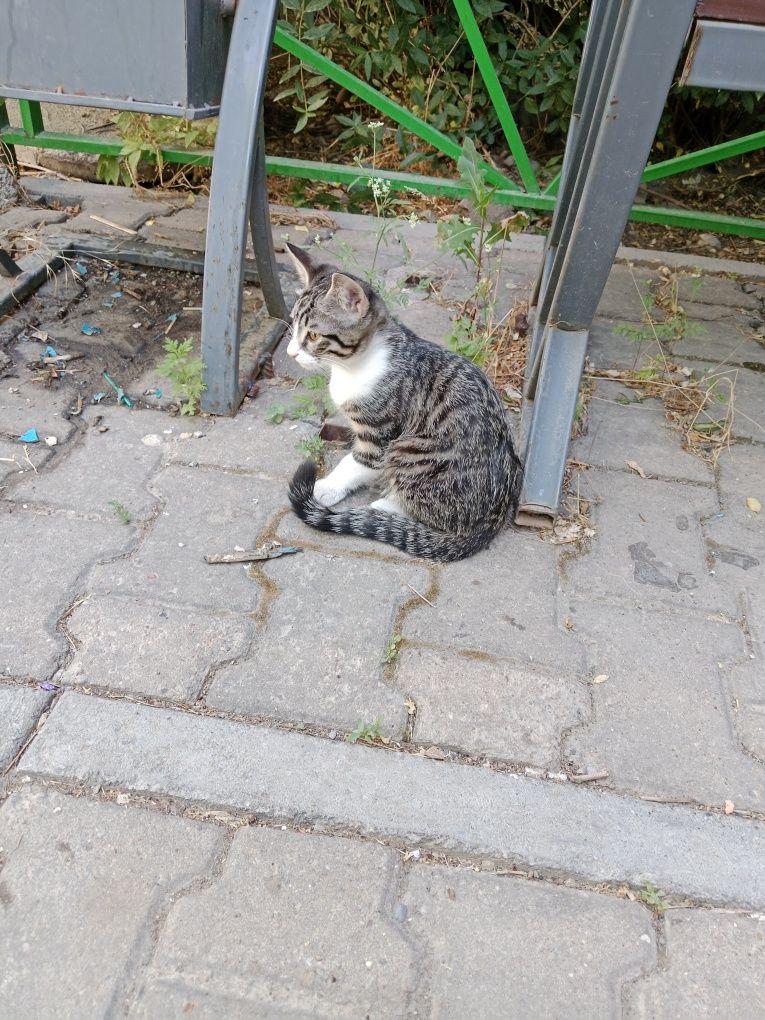 Котенок 3 месяца в хорошие руки
