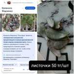 Продам комнатные растения