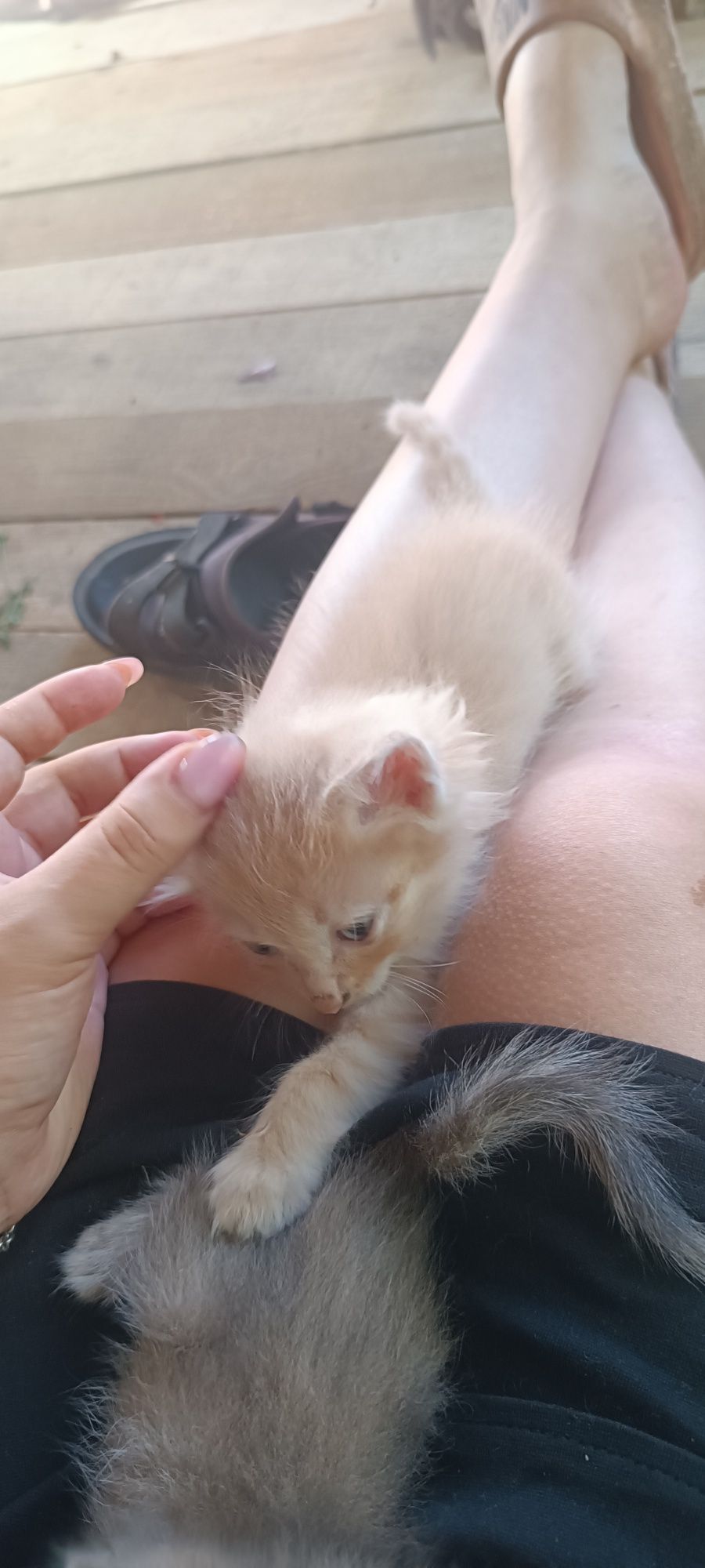 Отдам котят в хорошие руки