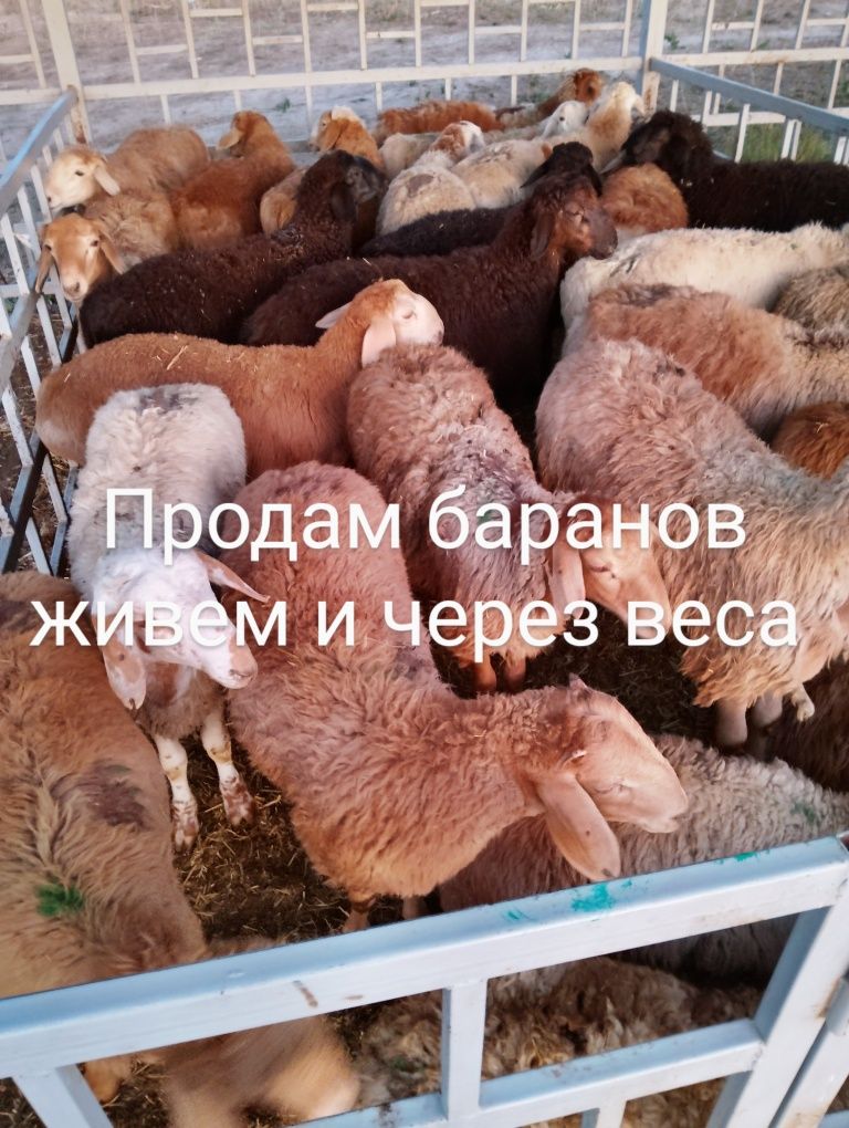 Продам   баранов