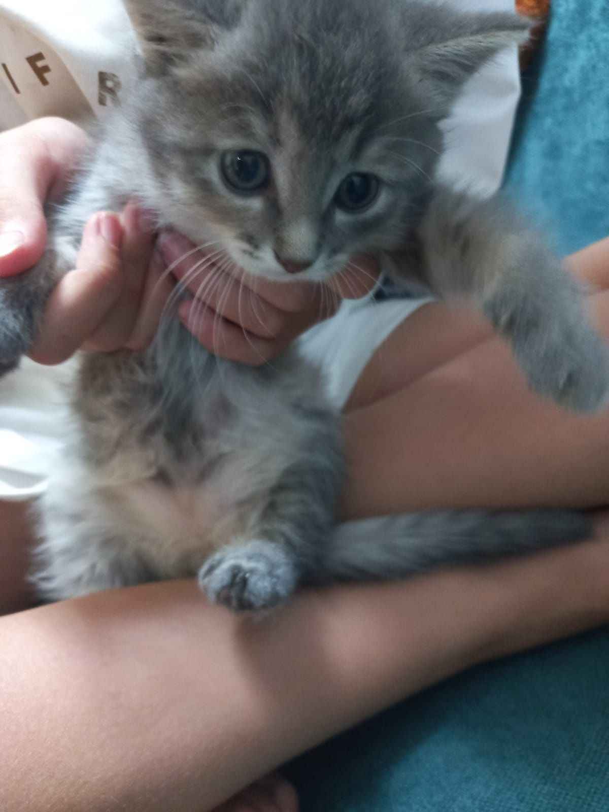 продам котёнка, девочка, шатландка прямоухая