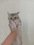 Котик можете с мамой  забрать