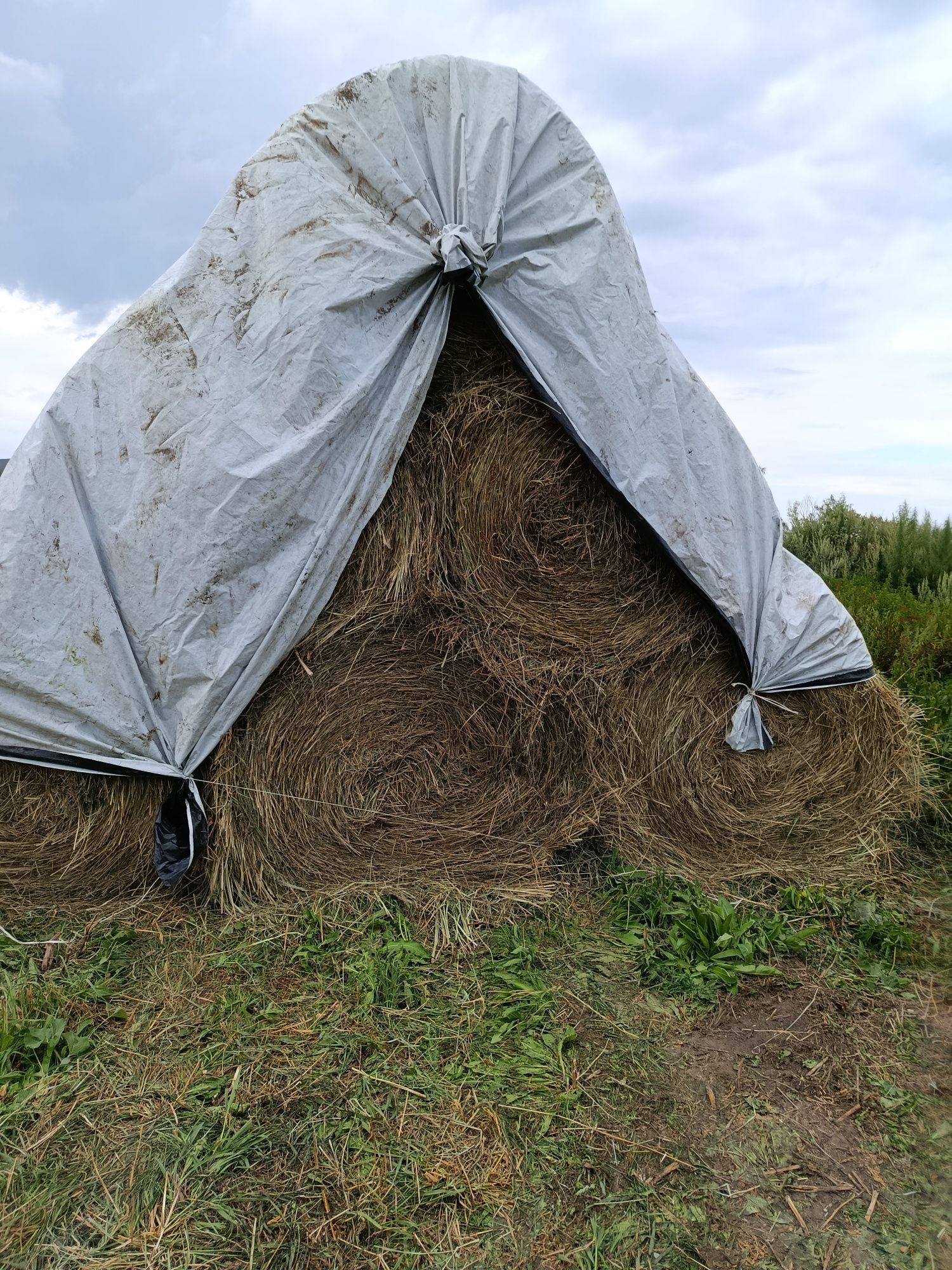 Продам сено в рулонах.