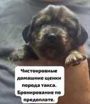 Продам щенков порода такса
