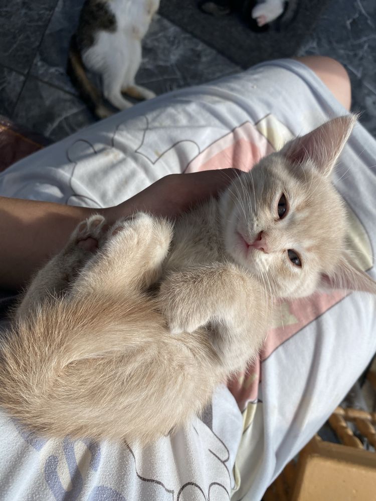 Котята в добрые руки
