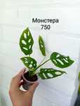 Продам комнатные цветы