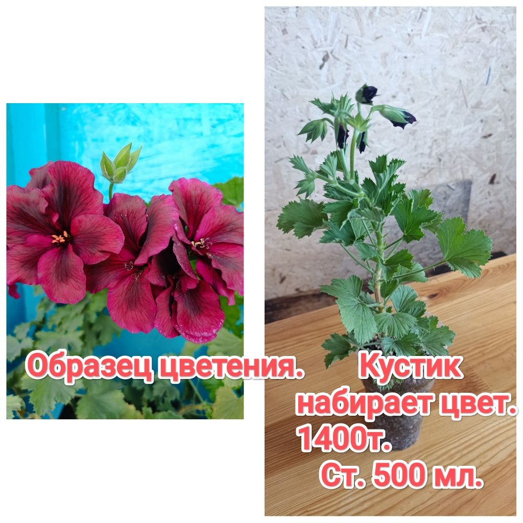 Пеларгонии, герань кжби