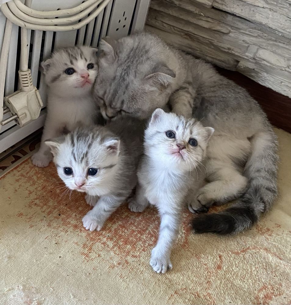 Продам Породистых Котят Шотландцы