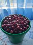 Продам вишню натуральная