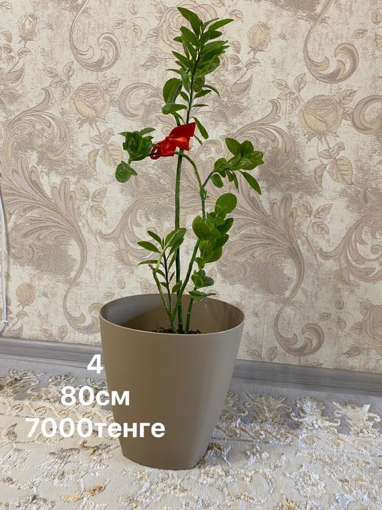 Продам цветы от 1000до 2500