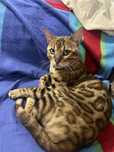 Бенгальский кот срочно