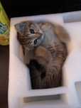 Котенок 2 с половиной месяца