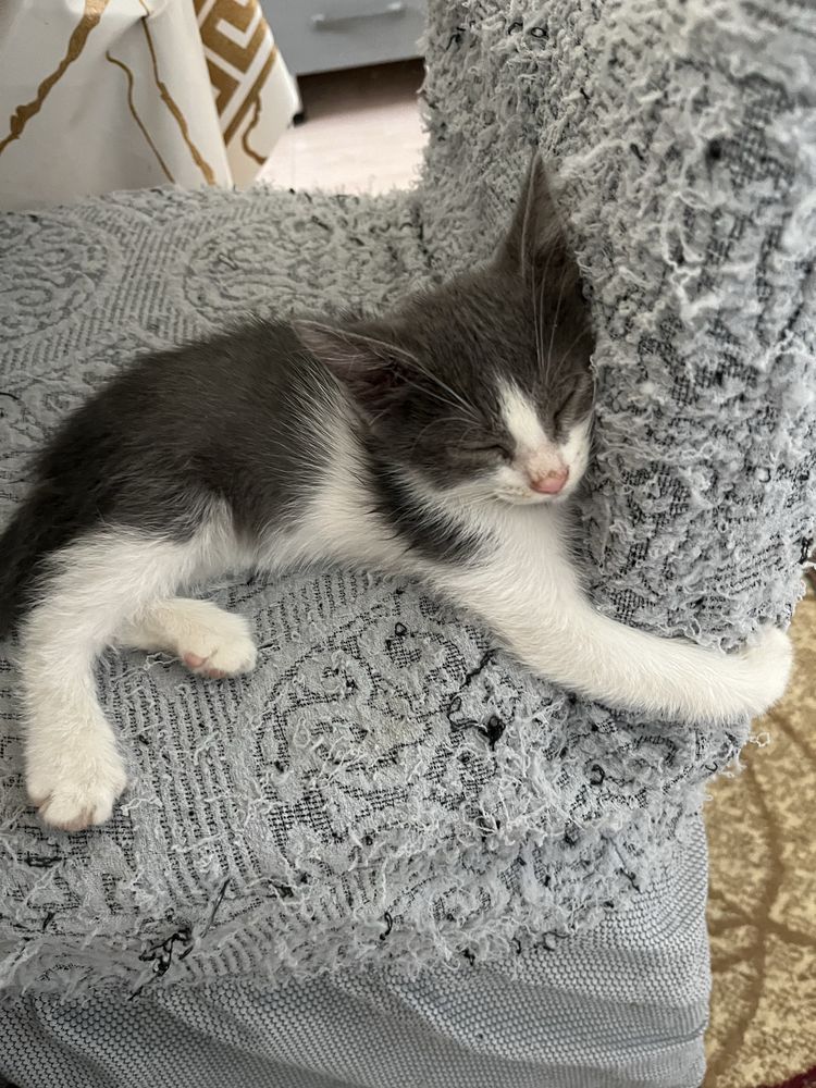 Котята девочки в добрые руки