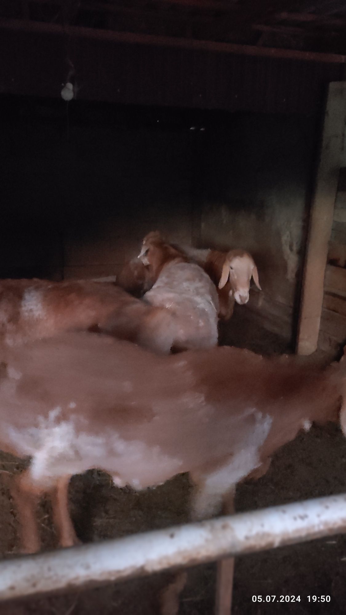 продам  кошкар  арашан