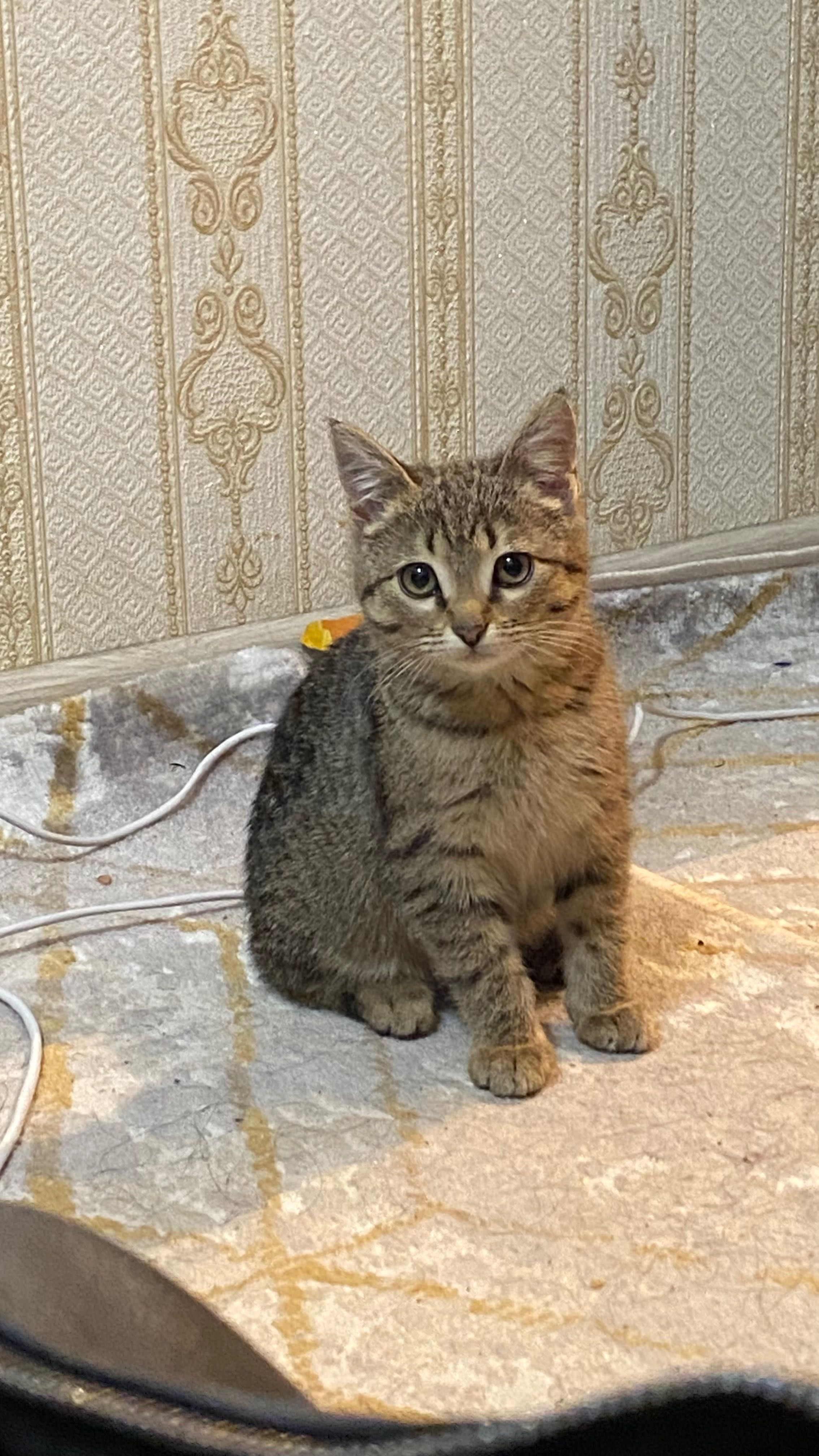 Отдам котенка 2 месяца ,девочка.