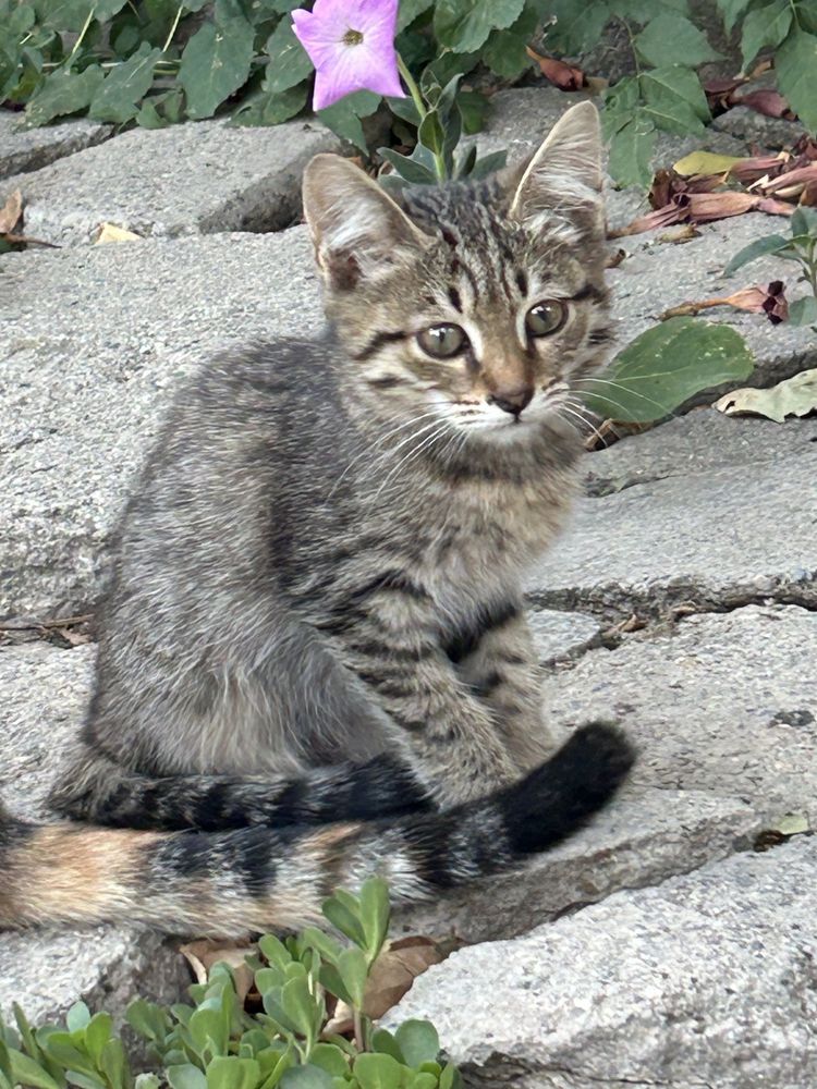 Котят милый,красивый