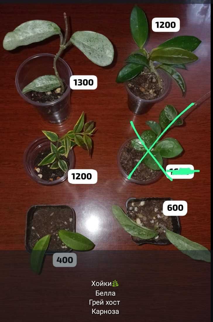 Суккуленты,укореняшки и срезы