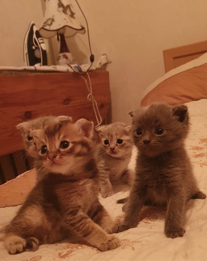 котята вислоухие скотиш фолд