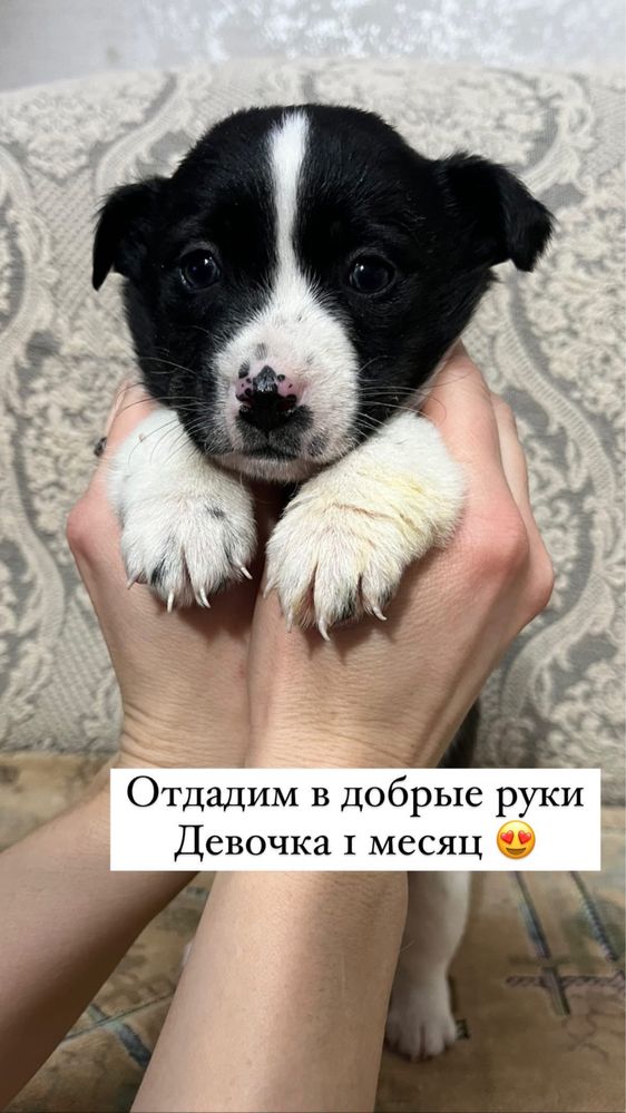 Отдадим красивых щенят бесплатно
