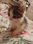 Отдам котёнка бесплатно!