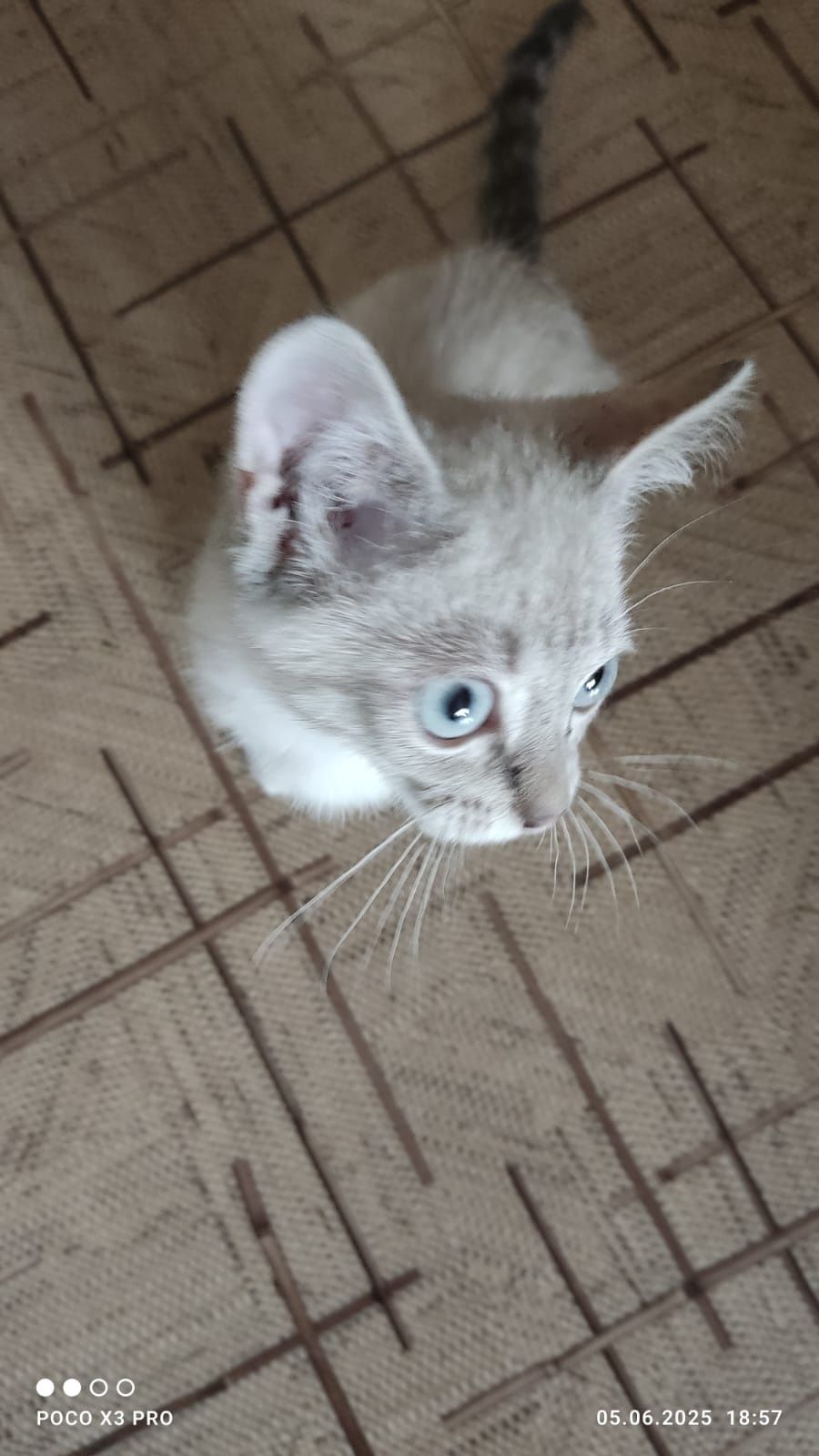 Отдам котенка в хорошие руки