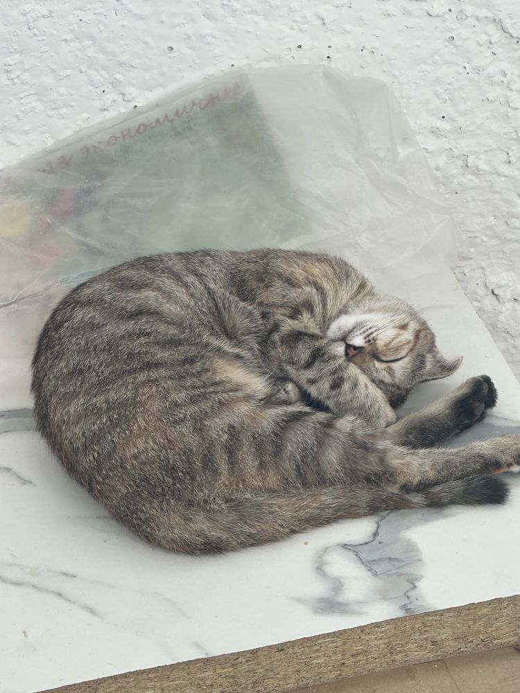 Отдам бесплатно кошки