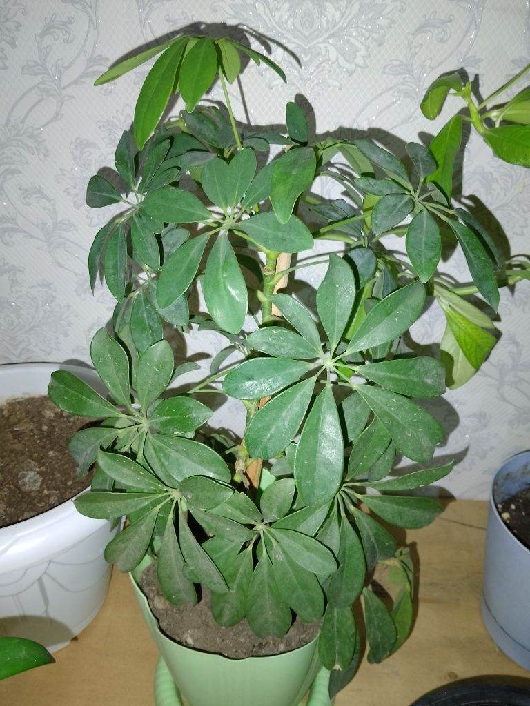Цветы разные по низкой цене