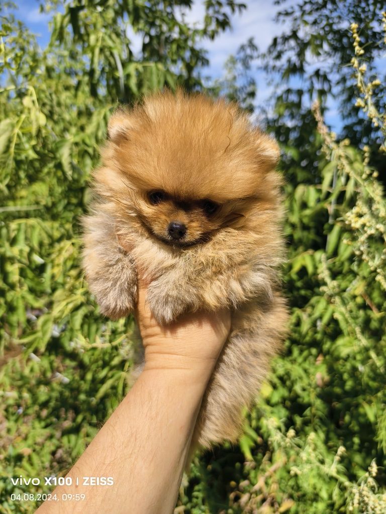 Продам щенков шпица.