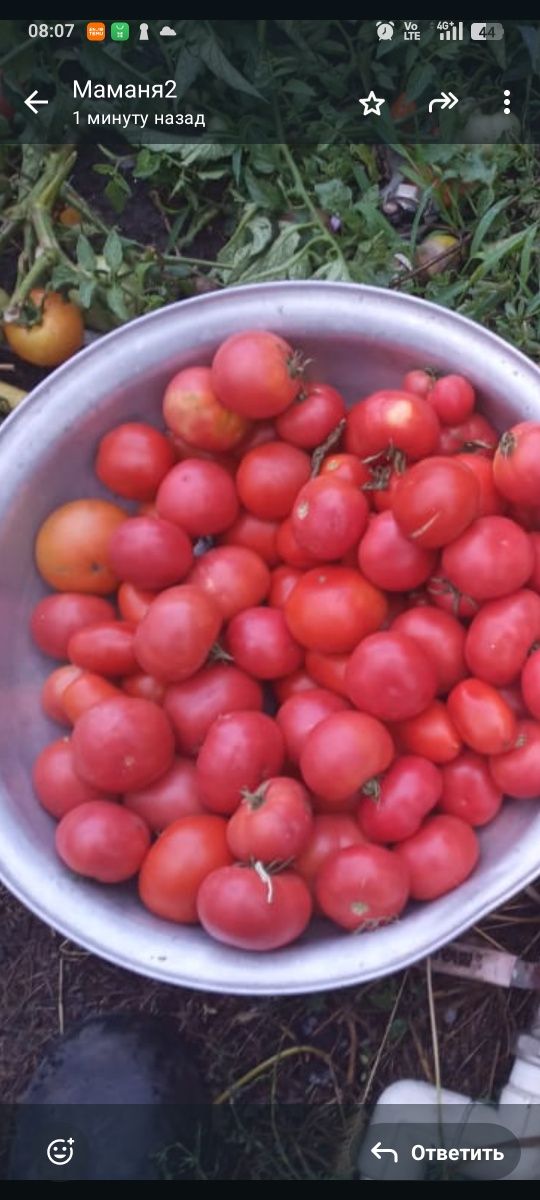 Продам домашние помидоры