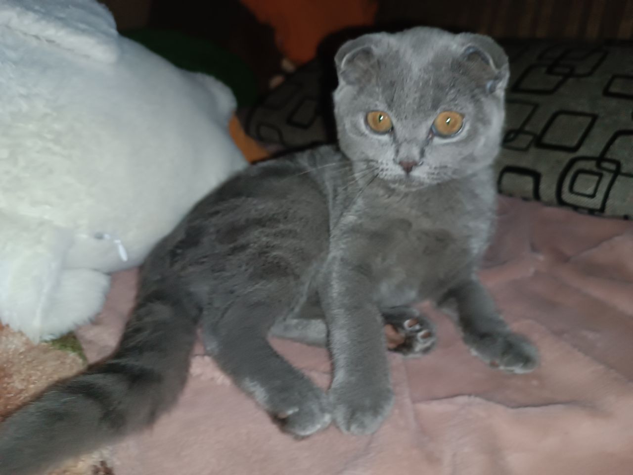 Продам шотландского вислоухого котёнка