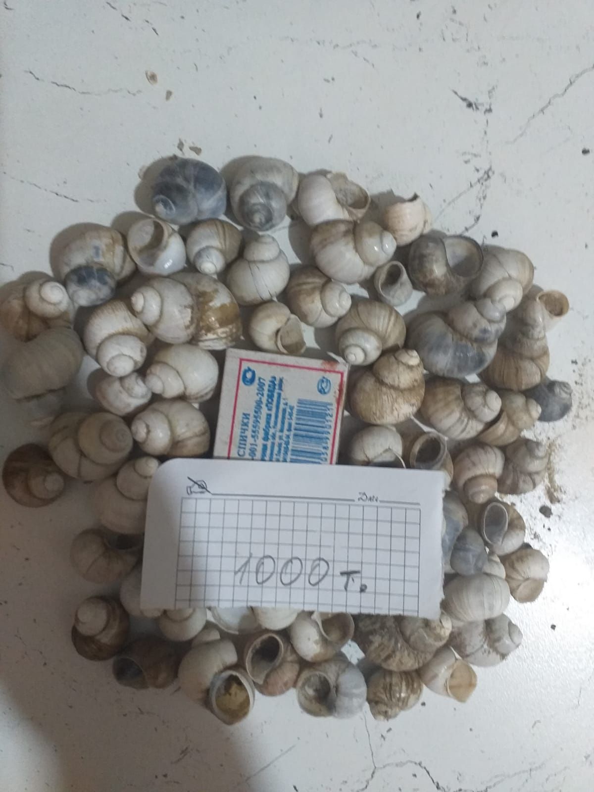 Продам ракушки для поделок