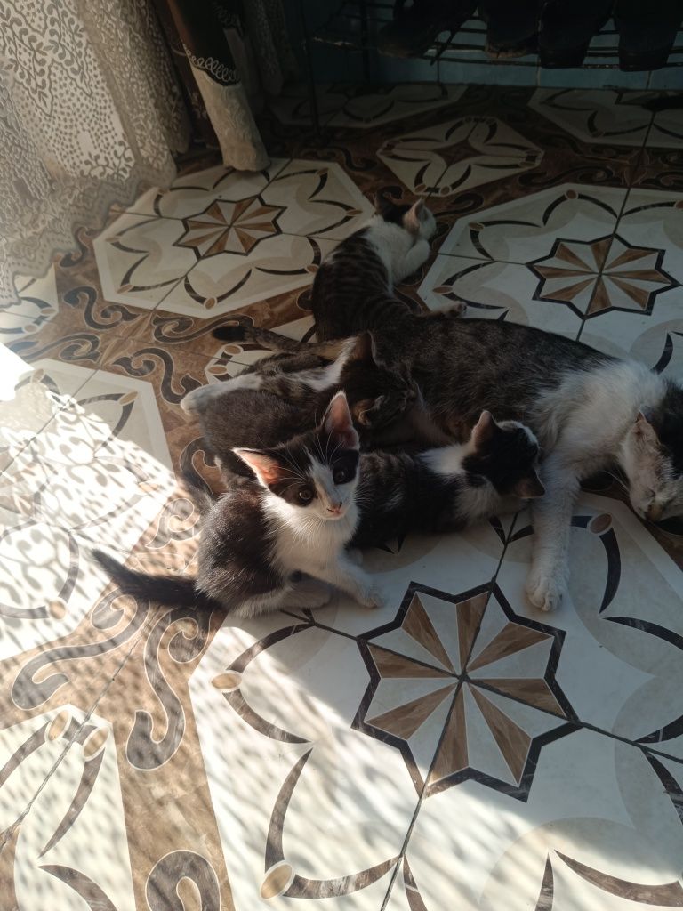 Домашние котята, мыргаулар