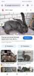 Продам Кролик ФЛАНДР 7-8 месяц