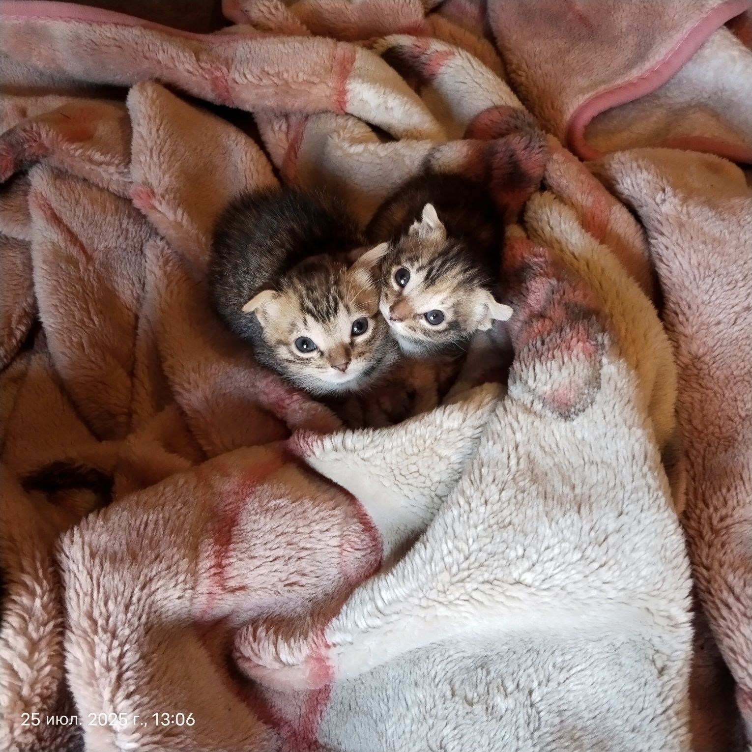 Котенок.отдам котенка