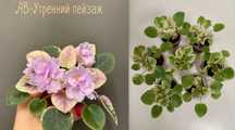 Фиалки сортовые  Утренний пейзаж