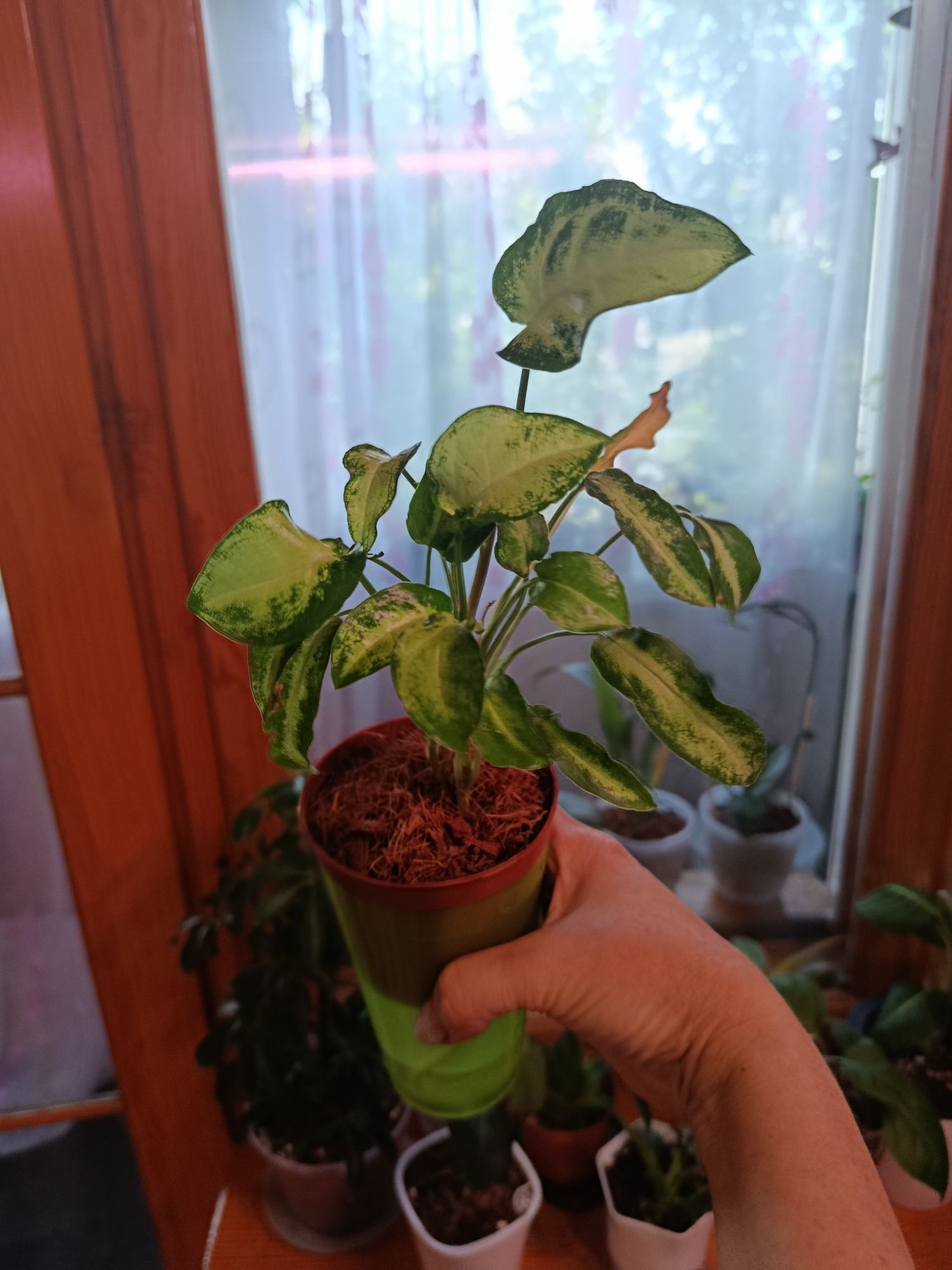 Продам комнатные цветы